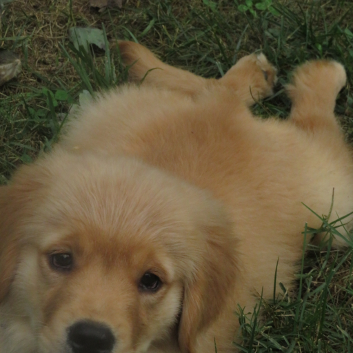 Truffle 11